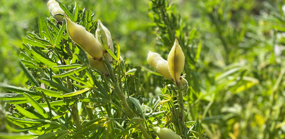 Sötlupin som växer i solen. 