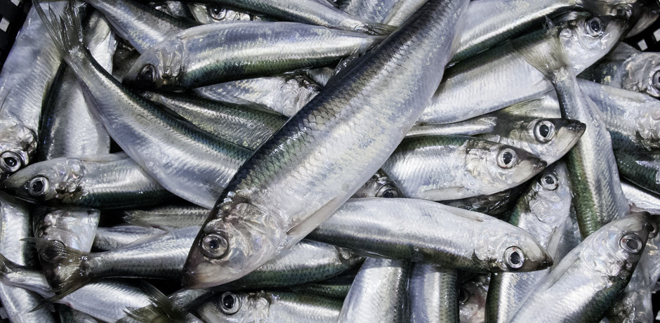 Norrlandsströmming. Foto: Dennis Bergman