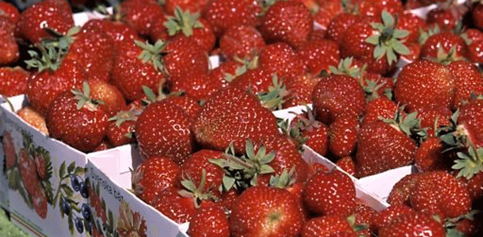 Jordgubbar i kartonger