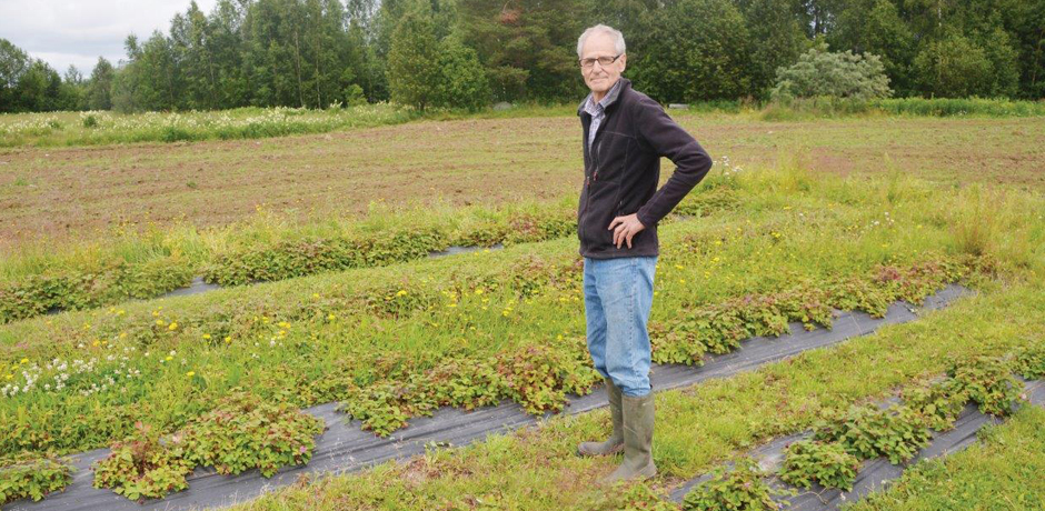 Gunnar Nilson står i odlingen av allåkerbär.
