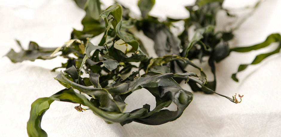 Torkad fingertång. Foto: Catxalot.