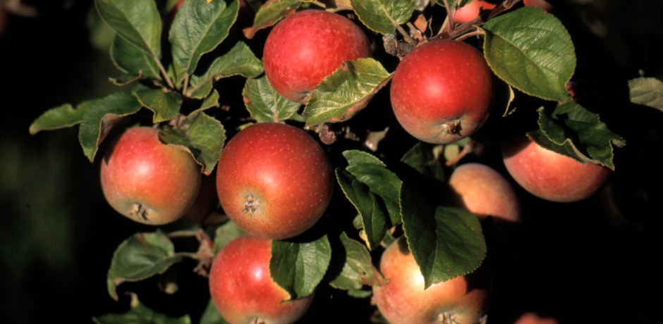 Närbild: Äpplen på gren