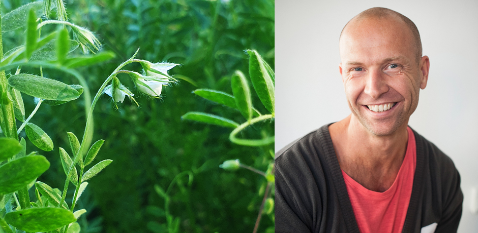 Kollage av bild på blommande linsplanta och Tomas Erlandsson på producentföreningen för Gotlandslins.