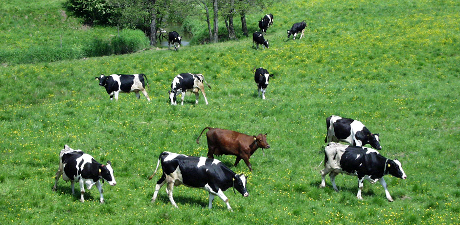 Nötkreatur på bete.
