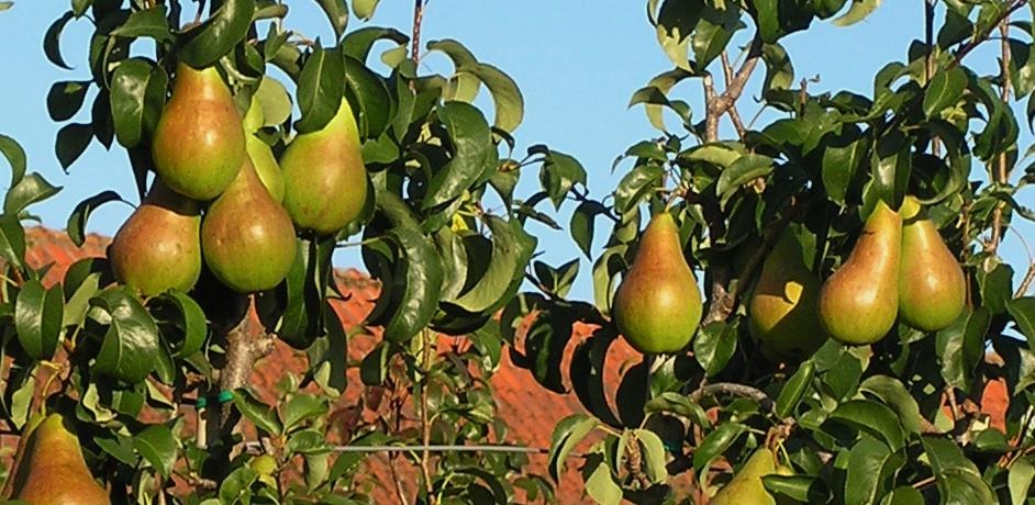 Päron