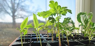 Enkelt, gott och roligt att odla på liten yta