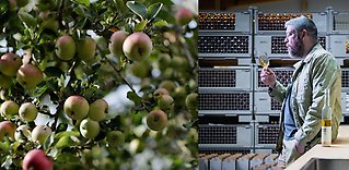 Äppelodling i norr ger bästsäljande cider