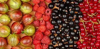 Ta vara på trädgårdens bär