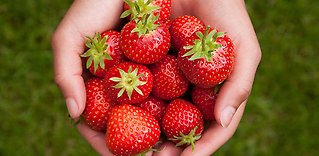 Jordgubbar och smultron