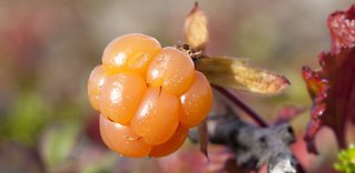 Lappland – en kulinarisk region