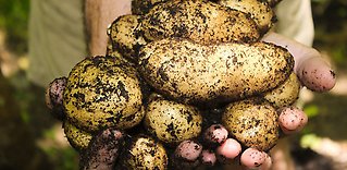 Med smak av smör, nötter och skogssvamp