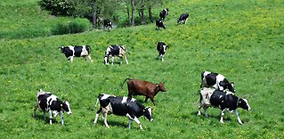 Unika mervärden hos svenskt kött