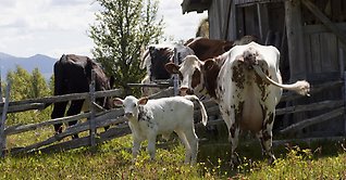 Kartläggning av svenskt fäbodbruk