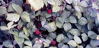 Allåkerbär från Norrland